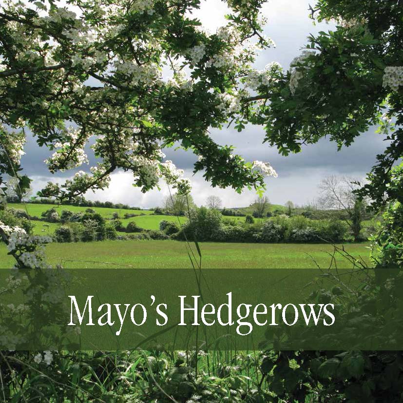 Mayo-Hedgerows-Book-Cover.jpg
