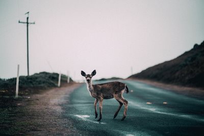 Look Out For Love-Crazed Deer On Our Roads